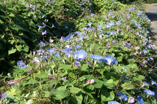 アサガオ・朝顔　咲く風景 アサガオ,草花,清涼感の写真素材