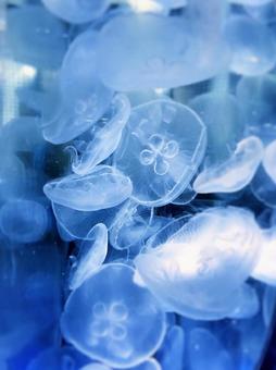 クラゲ クラゲの写真