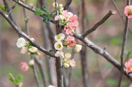 春の花 春の花の写真