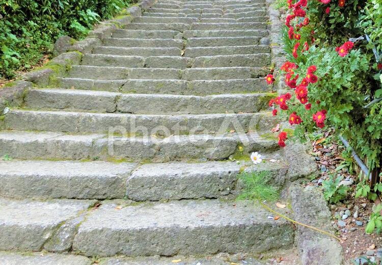 石段が続く 階段,石段,小菊の写真素材