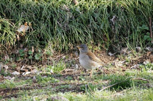 シロハラ⑴の写真