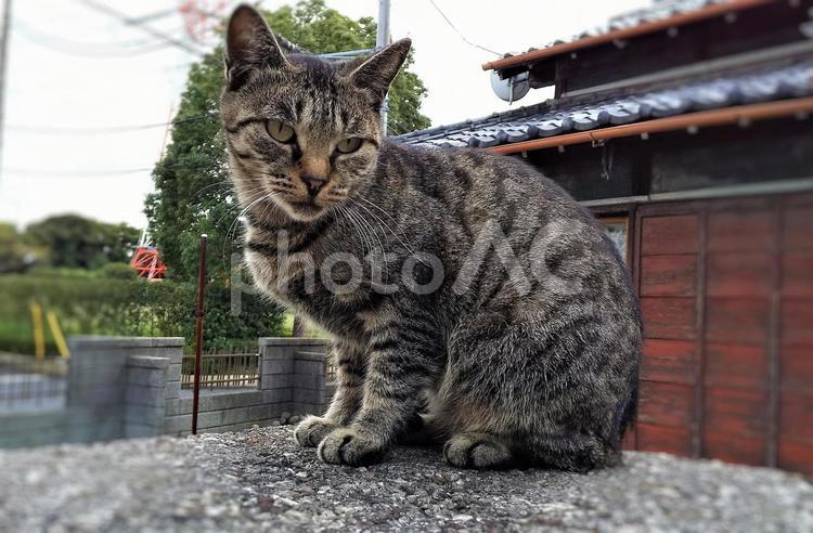 民家の塀の上の猫 猫,ネコ,ねこの写真素材
