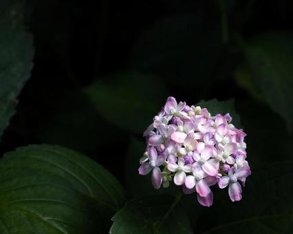 小さな紫陽花 小さな紫陽花の写真