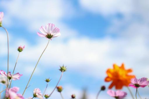 コスモス_青空3（10月撮影）の写真