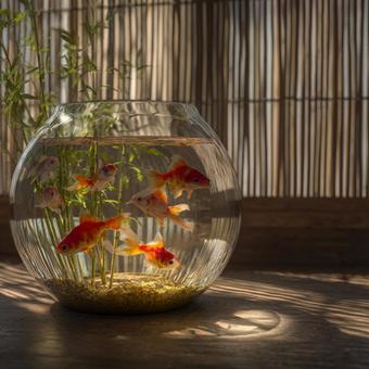 涼しげな雰囲気の金魚鉢と金魚 涼しげな雰囲気の金魚鉢と金魚の写真