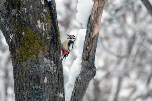 冬のアカゲラ アカゲラ,エゾアカゲラ,キツツキの写真素材