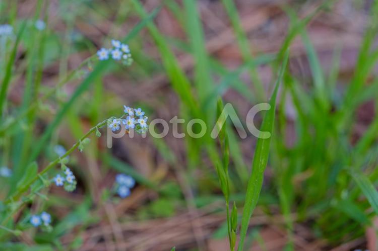 野に咲く小さな勿忘草 勿忘草,青,白の写真素材