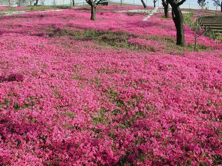 シバザクラ・芝桜　咲く風景 シバザクラ,花,５弁花の写真素材