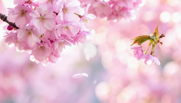 桜の花の背景・テキストスペースの写真