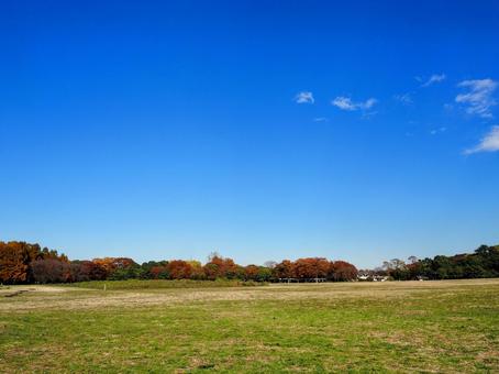 秋の水元公園・広場＆木々の紅葉（葛飾区） 秋,水元公園,紅葉の写真素材