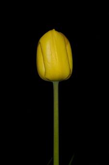 Tulips in the Dark, JPG