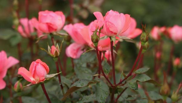 雨上がりの秋バラに恋して 薔薇,バラ,ピンクの写真素材