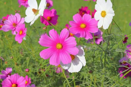 コスモス　花 花,コスモス,秋桜の写真素材
