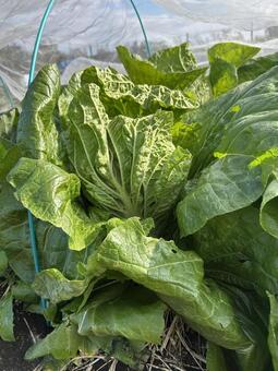 市民農園の白菜の冬の栽培 白菜,はくさい,冬の写真素材