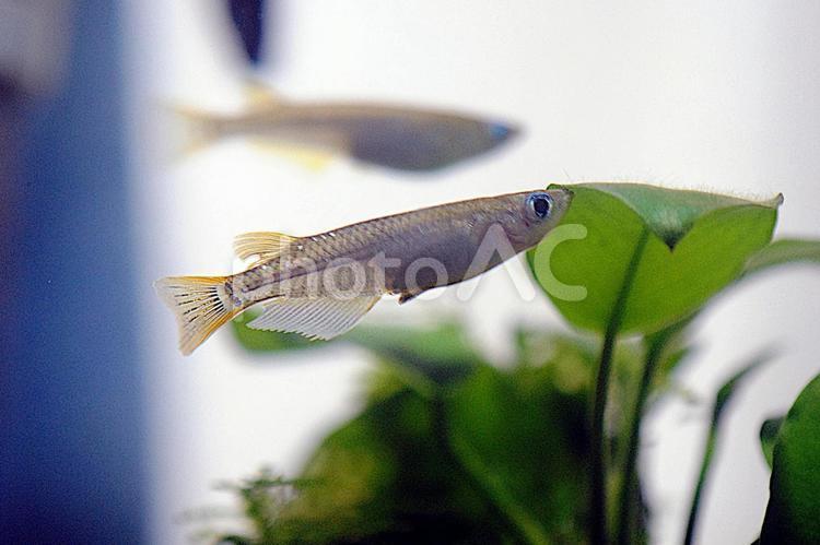 絶滅危惧種・野生メダカ メダカ,野生メダカ,ミナミメダカの写真素材
