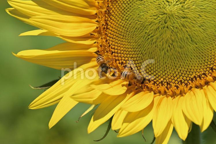 ひまわりとミツバチ ハチ,ミツバチ,ひまわりの写真素材