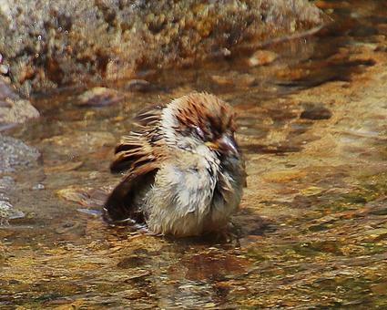 水浴びするスズメ 水浴びするスズメの写真