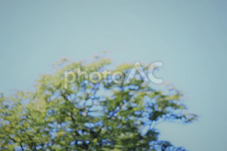 空と木　背景素材　ソフトフォーカス 青空,緑,空気の写真素材