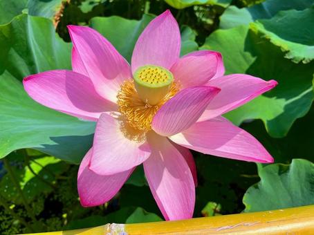 蓮畑で開花したピンクの蓮 蓮畑で開花したピンクの蓮の写真