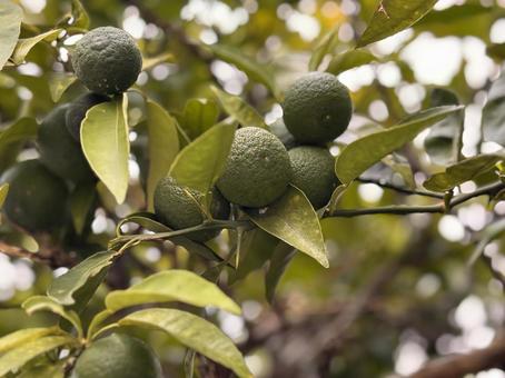 Photo, sour, ruffle, refreshing, 