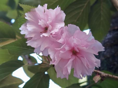 八重桜 八重桜の写真