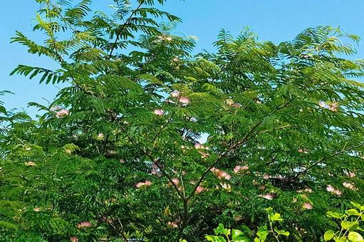 ネムノキ7 ネムノキ7 ネムノキ,合歓の木,ネムの写真素材