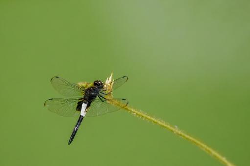 コシアキトンボ⑻ コシアキトンボ⑻ トンボ,コシアキトンボ,昆虫の写真素材