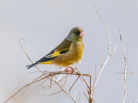 枝にとまるカワラヒワ 枝にとまるカワラヒワの写真