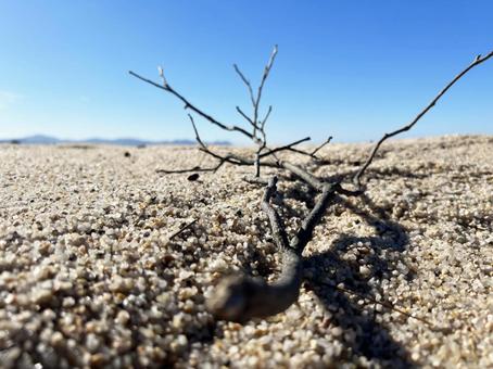 砂浜に漂着した枝 砂浜に漂着した枝の写真