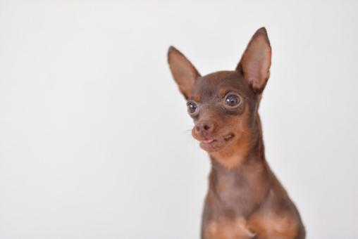 Photo, dog, mini pin, miniature pinscher, 