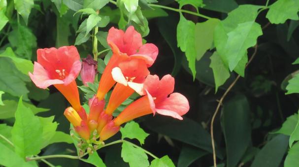 ノウゼンカズラ(凌霄花) ノウゼンカズラ(凌霄花)の写真