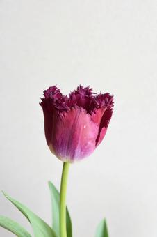 赤紫のチューリップ チューリップ,春,美しさの写真素材