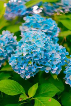 Photo, chengcai court, kumamoto, hydrangea, 
