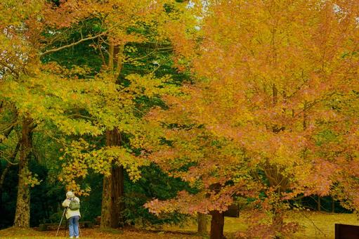 紅葉 紅葉 もみじ,椛,植物の写真素材