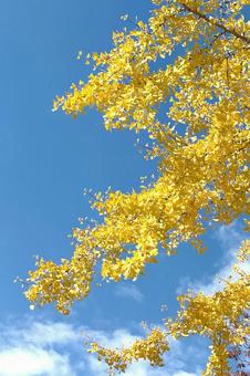 イチョウの黄葉 自然,銀杏,屋外での写真素材