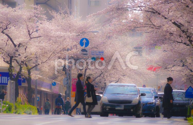 たまプラーザの桜並木と雑踏 たまプラーザ,サクラ,雑踏の写真素材