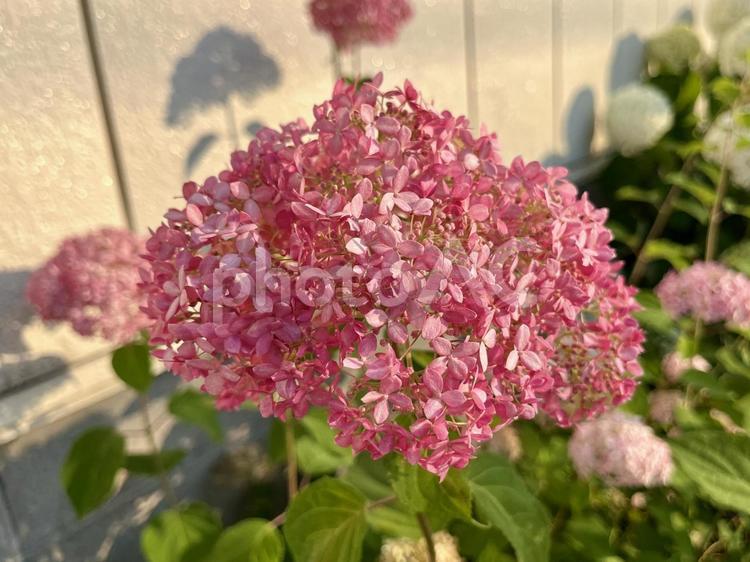 ピンクのアジサイの花 アジサイ,花,紫陽花の写真素材