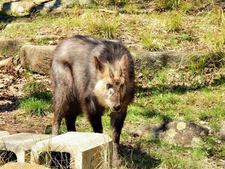 Japanese serow deer, japanese serow, antelope, bovine family, JPG