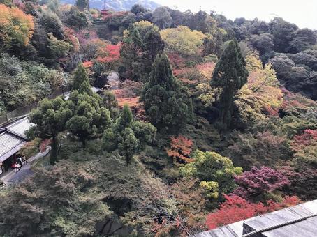 紅葉 紅葉の写真