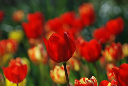Tulip flowers, JPG Tulip flowers, JPG
