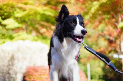 紅葉とボーダーコリー 紅葉,秋,ボーダーコリーの写真素材