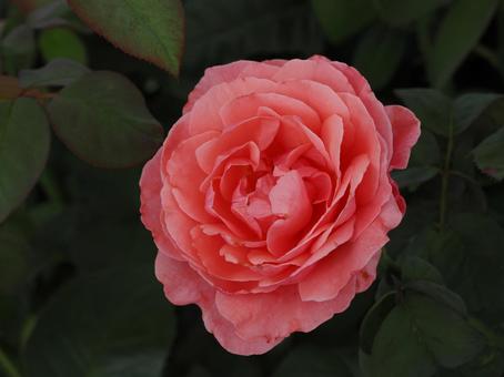 バラ園にて薔薇を撮影しました バラ園にて薔薇を撮影しました 花,薔薇,花びらの写真素材