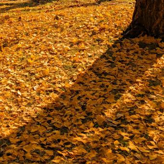夕暮れのイチョウの葉 イチョウ,紅葉,紅葉した葉の写真素材
