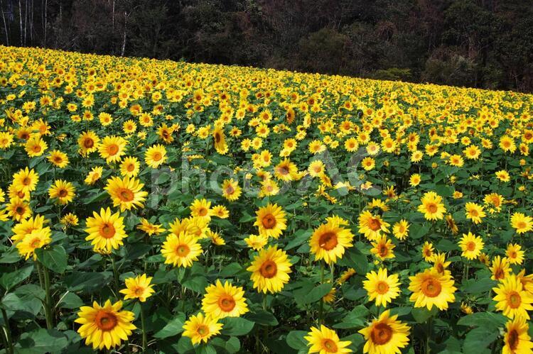 美しいひまわり畑 ヒマワリ,花,夏の写真素材