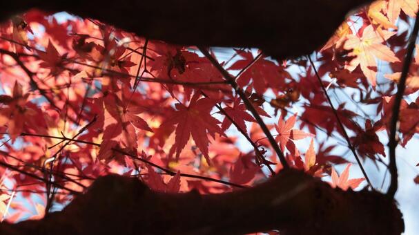 ネイチャーデザイン、紅葉の風 ネイチャーデザイン、紅葉の風 bamboo,ecology,gardenの写真素材