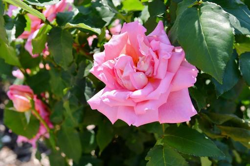 薔薇　ウエストミンスター ウエストミンスター,薔薇,ピンクの写真素材