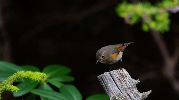 木の上のメスのルリビタキ 木の上のメスのルリビタキの写真