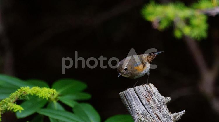 木の上のメスのルリビタキ 野鳥,バードウォッチング,小鳥の写真素材
