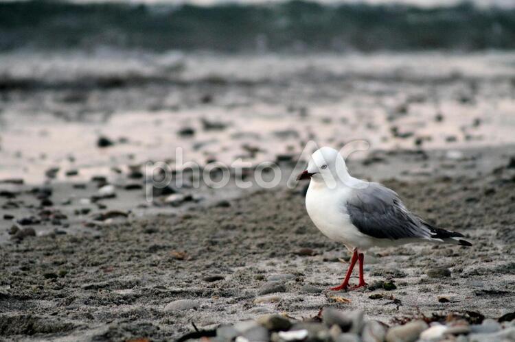 波打ち際のカモメ カモメ,鳥,海の写真素材