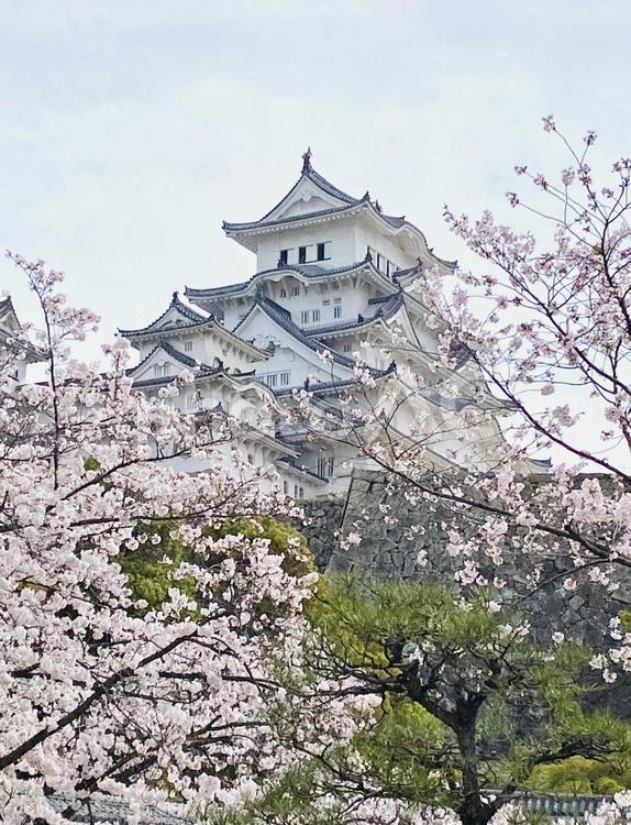 姫路城と桜 姫路城,白鷺城,天守閣の写真素材